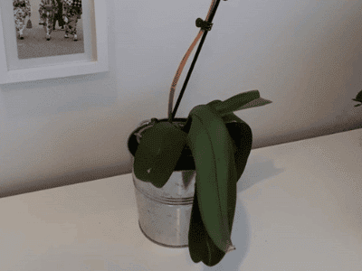 This is what a Phalaenopsis looks like if you don’t have a green thumb!