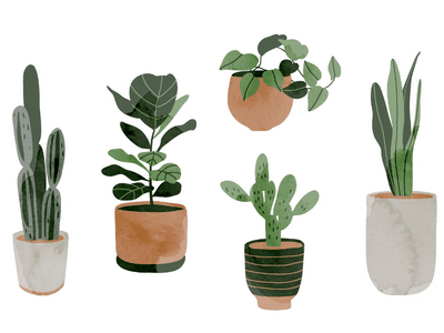 A beautiful pot for every plant