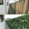 Snowy white x jasmine before and after-min