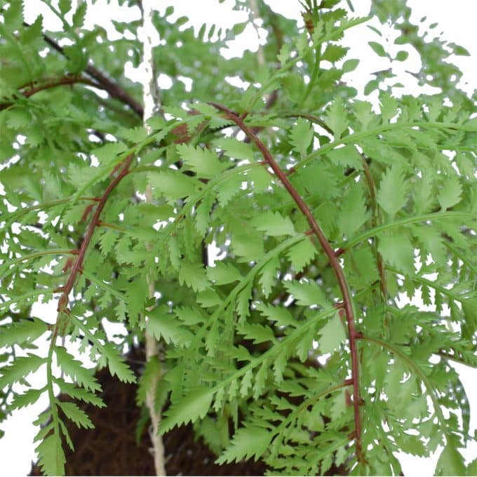 55cm Diameter Artificial Fern Ball Hanging with Roots