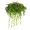 Hanging Vertical Garden Disc with Gold Frame