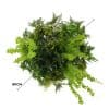Imitation Gold Artificial Hanging Green Wall Disc 80cm Limited Edition UV Resistant Foliage