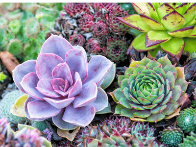 amazing, colourful succulents