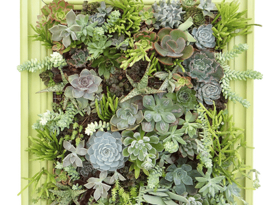 green wall art with small succulents