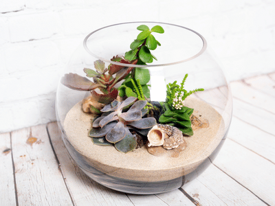 succulent terrarium