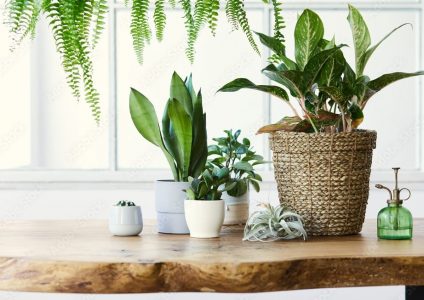 indoor pot plant