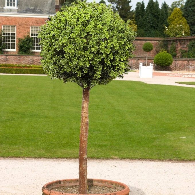 Artificial Topiary Tree with One Ball - Faux Boxwood Topiary