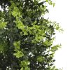 Artificial Potted Topiary Tree UV Resistant 150cm Faux Boxwood Leaves