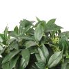 Artificial Topiary Plant with 2 Balls Faux Ficus Tree Topiary with 2 topiary Balls Foliage