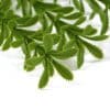 Draping Artificial Hanging Myrtle Vine 75cm Long Hanging Fake Plant Long Faux Leaves