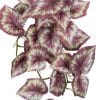 Hanging Artificial Red Variegated Tropical Ginger Plant Fake Red Plant Leaves Close Up