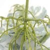 Stem and Branch of Artificial White & Green Monstera Albo Variegata 45cm Mixed White and Green Philodendron Plant