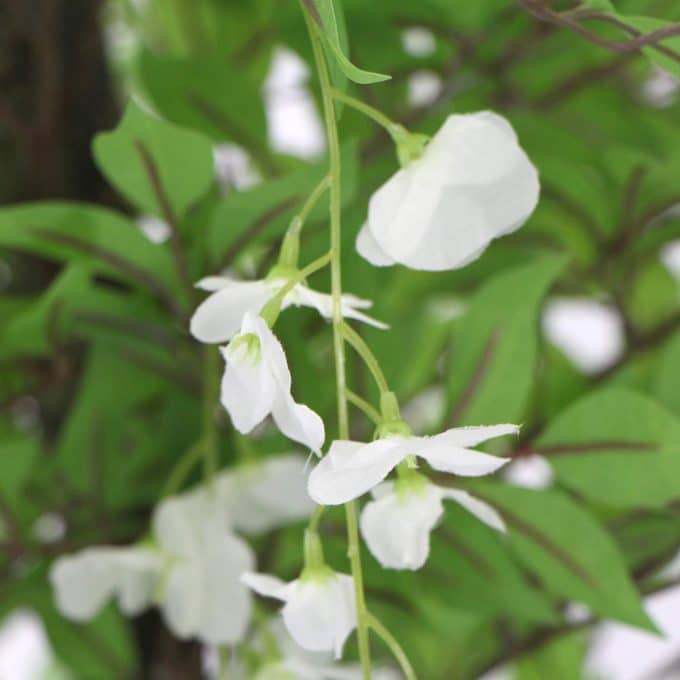 White Flowering Artificial Wisteria 180cm White Flowers