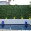 jasmine artificial green walls poolside