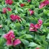 Luxury Flowering Pink Vertical Garden / Green Wall UV Resistant 1m X 1m Front of Living Wall Panel Close Up