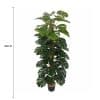 Artificial Monstera Adansonii Money Plant With Decorative Pot 180cm