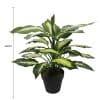 Leopard Lily (Dieffenbachia) With Pot 40cm