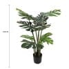 Split Philodendron (Split Leaf) 120cm