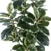 Artificial Ficus Tree / Faux Rubber Plant Potted Leaves