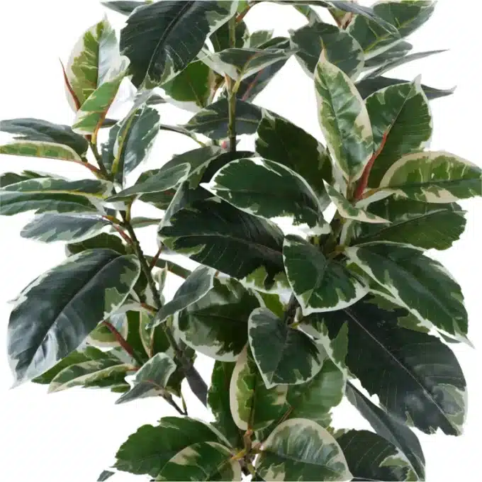 Artificial Ficus Tree / Faux Rubber Plant Potted Leaves