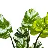 artificial green banana plant