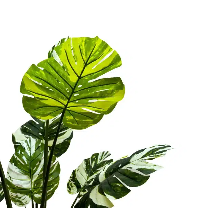 artificial green banana plant