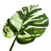 artificial green banana plant