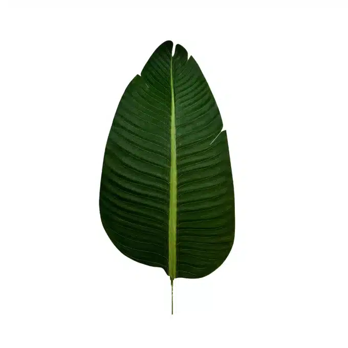 artificial green banana plant
