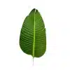 artificial green banana plant