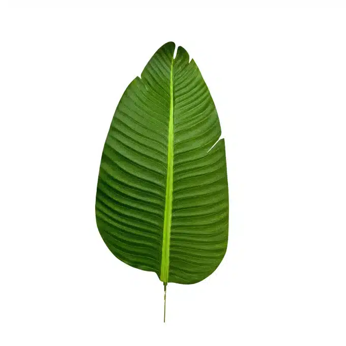 artificial green banana plant
