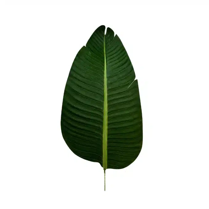 Artificial Banana Palm Traveler Palm Tree