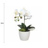 Potted Single Stem White Phalaenopsis Orchid With Decorative Pot