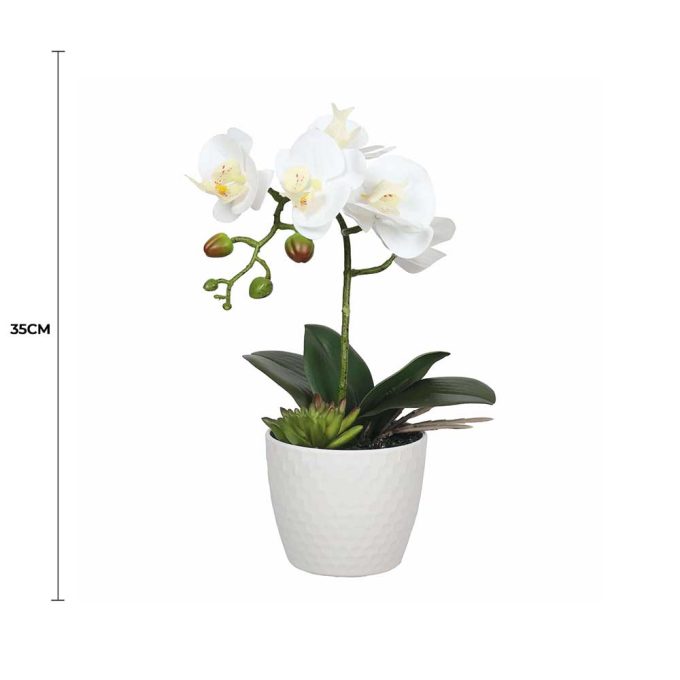 Potted Single Stem White Phalaenopsis Orchid With Decorative Pot