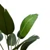 artificial banana plant single leaf