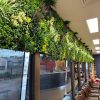 Evergreen Vertical Garden Wall in Brisbane