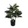 Full view of a variegated Ficus plant in a black pot, with a dense canopy of dark green leaves edged in creamy white.