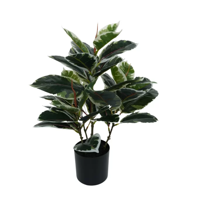 Full view of a variegated Ficus plant in a black pot, with a dense canopy of dark green leaves edged in creamy white.
