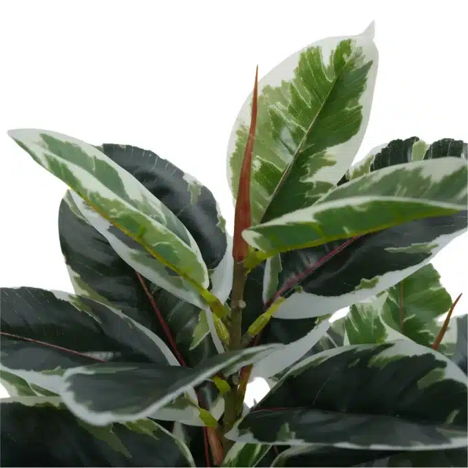 Close-up on the leaves of an artificial Ficus plant showing detailed variegation and the red veins.