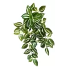 Tradescantia Zebrina Hanging Plant