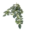 Tradescantia Zebrina Hanging Plant Side View