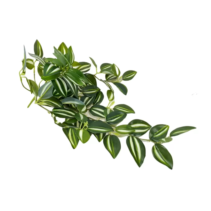 Tradescantia Zebrina Hanging Plant Back View