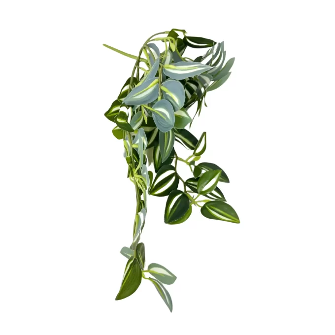 Tradescantia Zebrina Hanging Plant Rear View