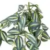 Tradescantia Zebrina Hanging Plant Rear View of Foliage