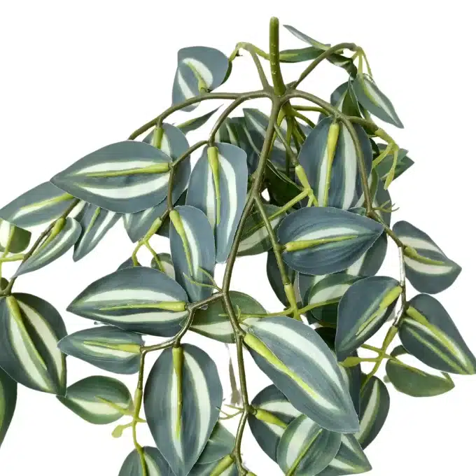 Tradescantia Zebrina Hanging Plant Rear View of Foliage