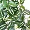 Tradescantia Zebrina Hanging Plant Close Up