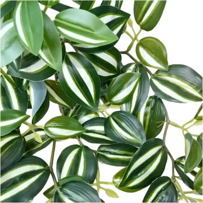 Tradescantia Zebrina Hanging Plant Close Up