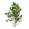 A full view of a wandering jew plant, with trailing stems of green and pink-striped leaves and unopened purple buds