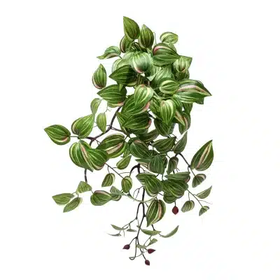 A full view of a wandering jew plant, with trailing stems of green and pink-striped leaves and unopened purple buds