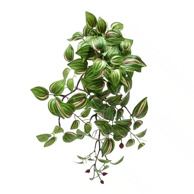 A full view of a wandering jew plant, with trailing stems of green and pink-striped leaves and unopened purple buds