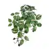 A side view of a wandering jew plant, showcasing the green and pink-striped leaves and the brown stems spreading out